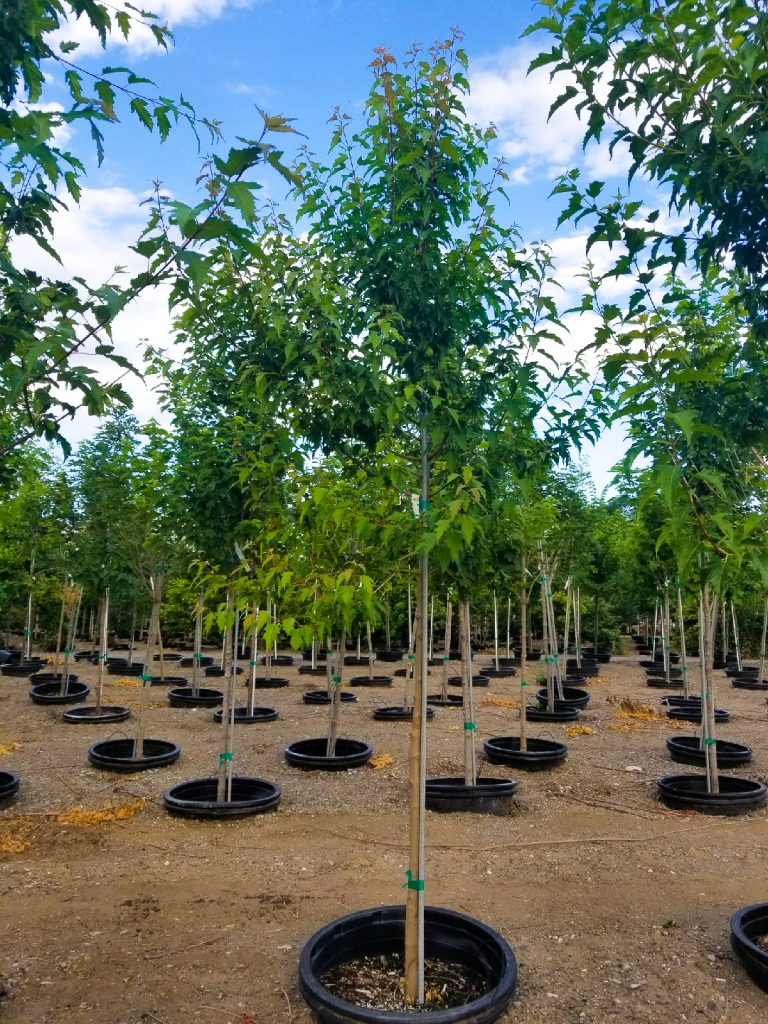 Flame Amur Maple – WholesalePlantDelivery.com