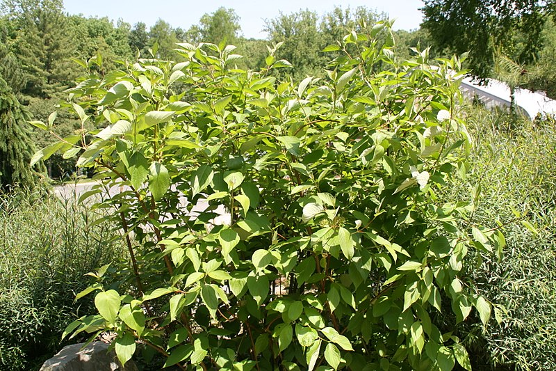 Bailey Dogwood – WholesalePlantDelivery.com