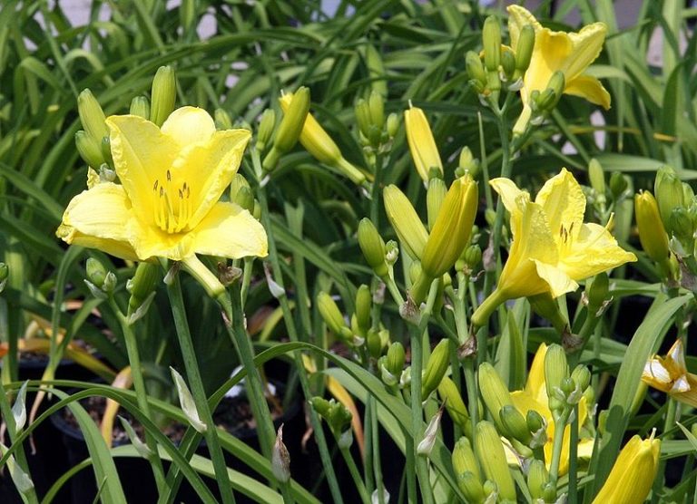 Happy Returns Daylily – WholesalePlantDelivery.com