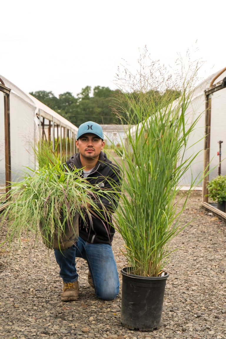 Shenandoah Switchgrass – WholesalePlantDelivery.com