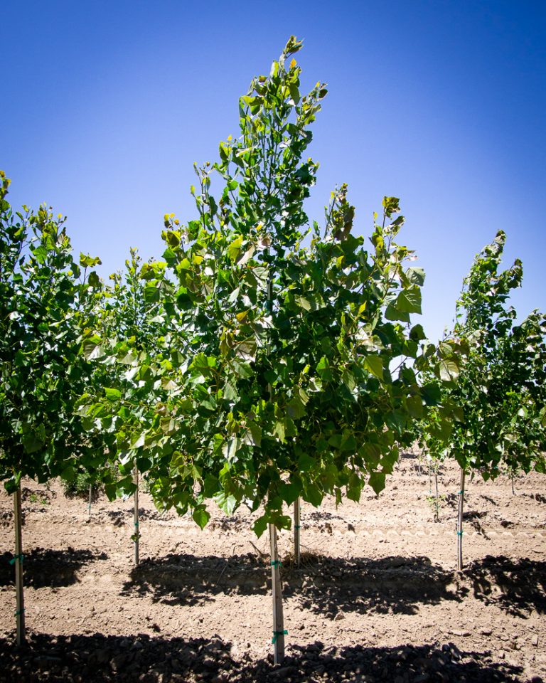 Siouxland Cottonwood – WholesalePlantDelivery.com