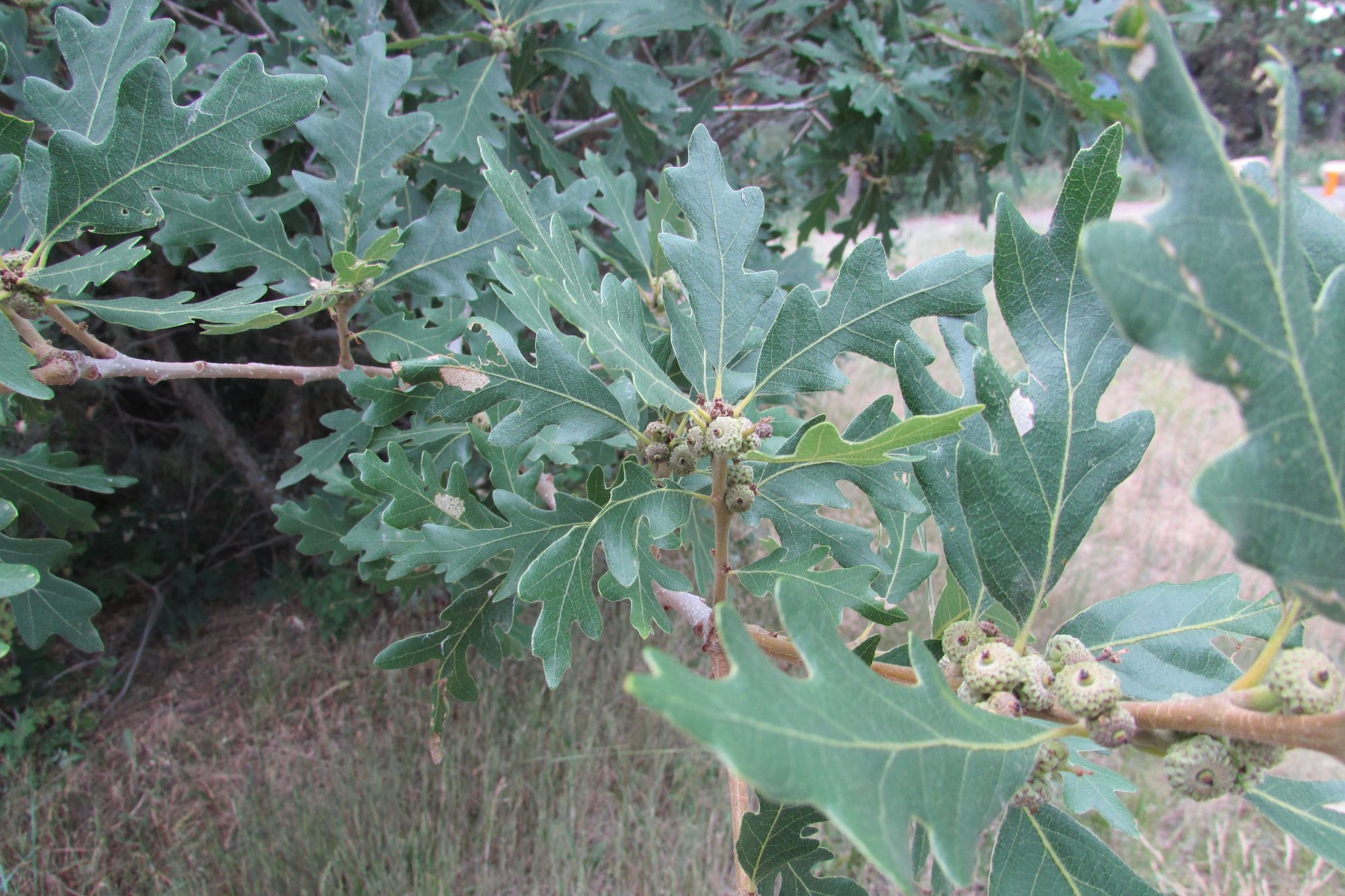 bur-oak-wholesaleplantdelivery