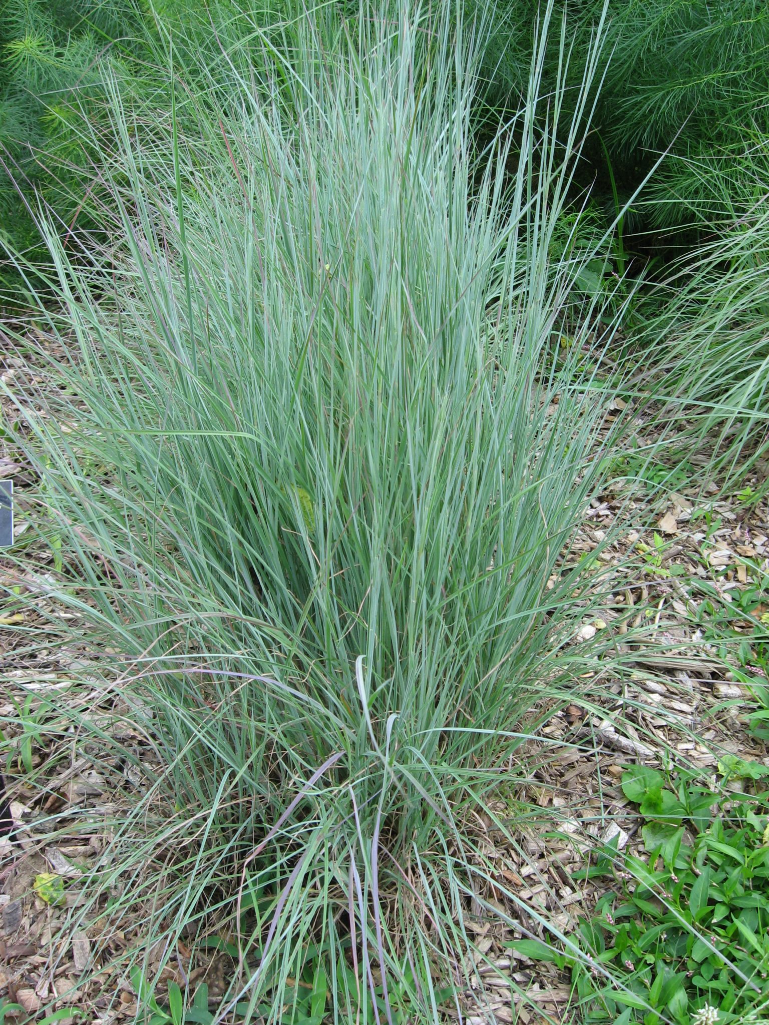 Blaze Little Bluestem Grass – WholesalePlantDelivery.com