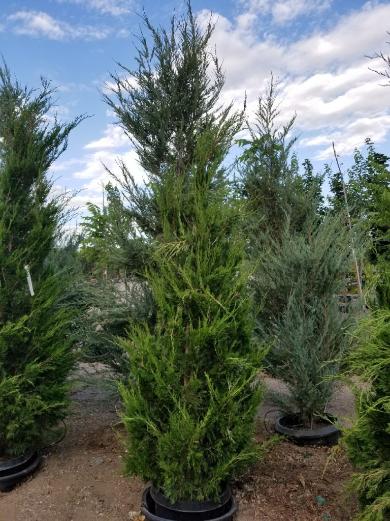 Spartan Juniper – WholesalePlantDelivery.com